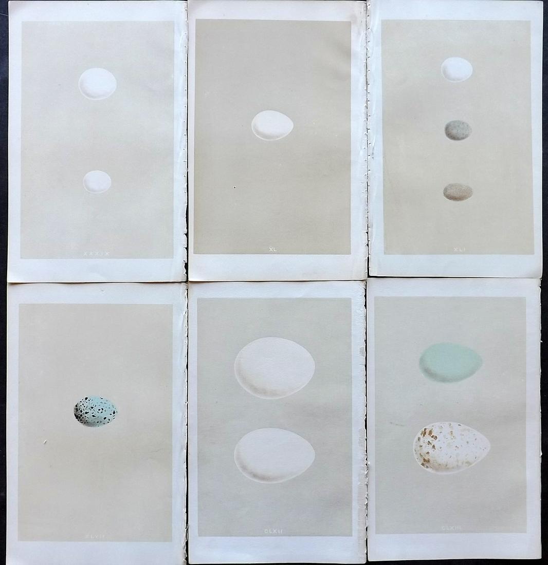 Morris, Francis 1866 Lot of 6 Bird Egg Prints (1 of 2)