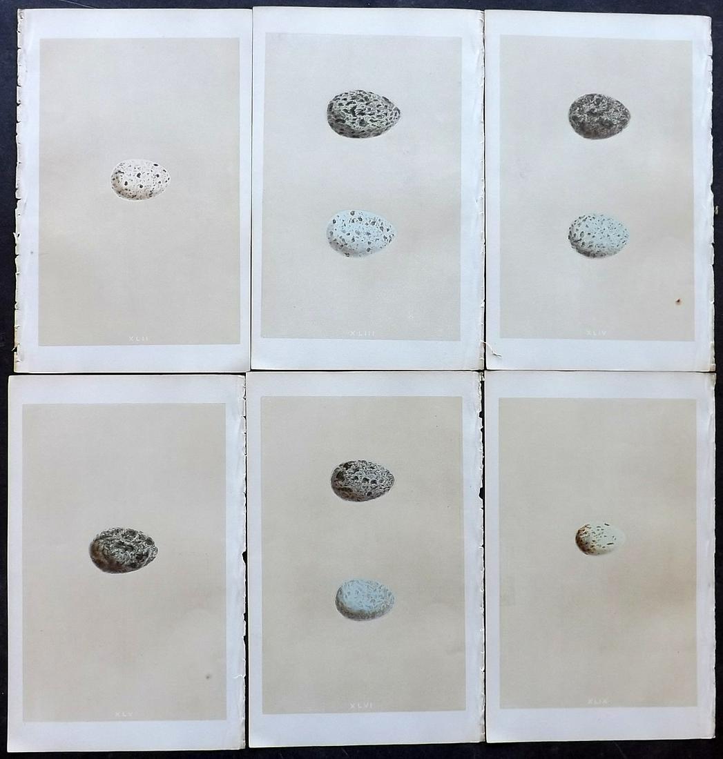 Morris, Francis 1866 Lot of 6 Bird Egg Prints (1 of 2)