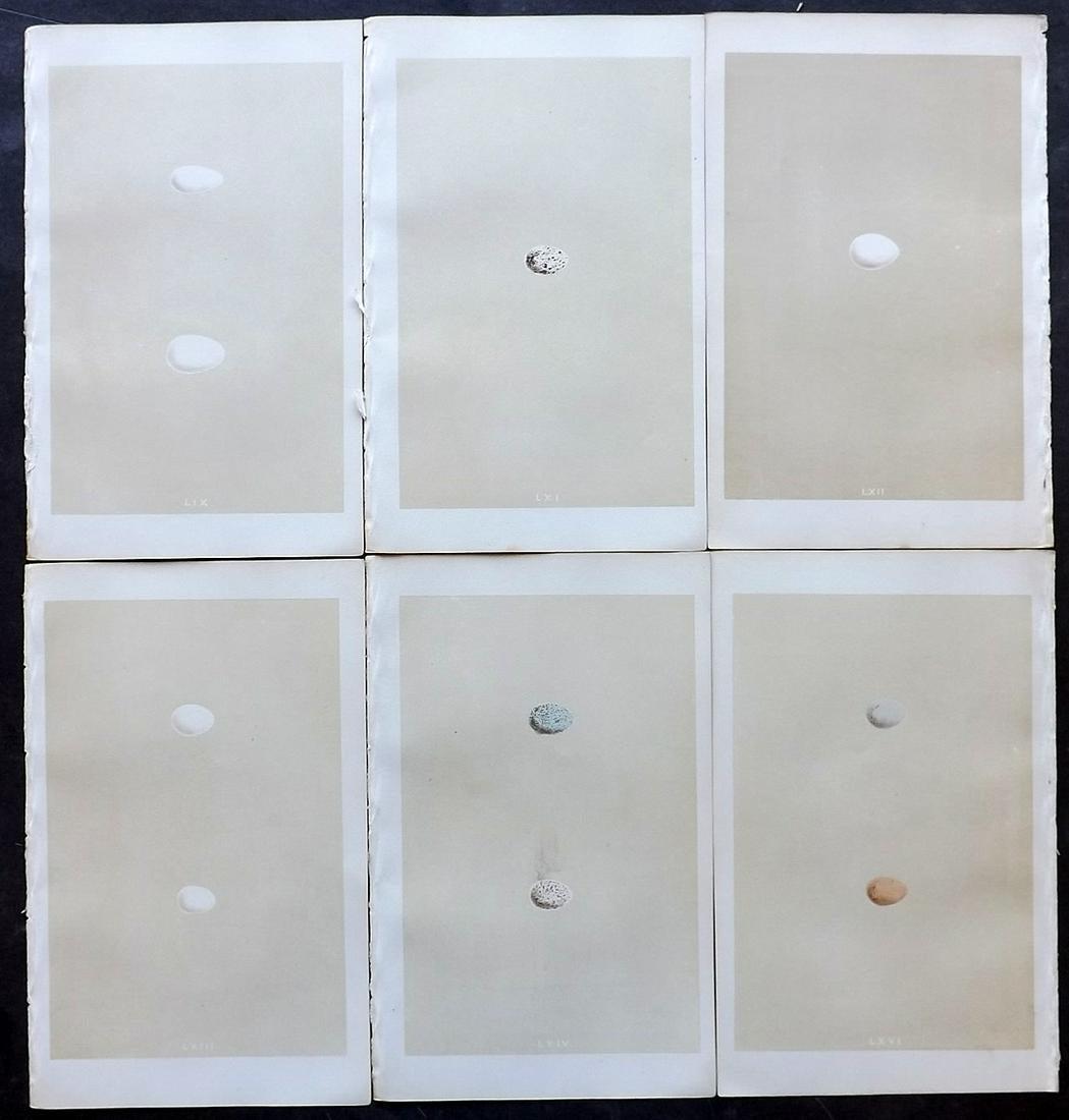 Morris, Francis 1866 Lot of 6 Bird Egg Prints (1 of 2)