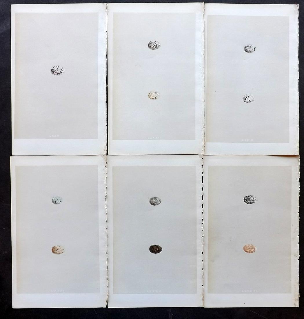 Morris, Francis 1866 Lot of 6 Bird Egg Prints (1 of 2)