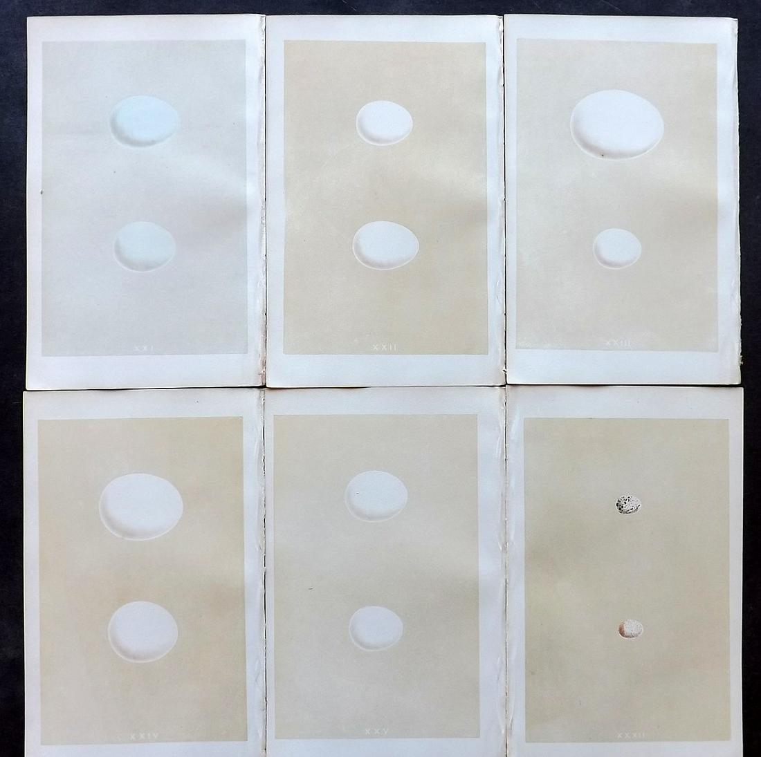 Morris, Francis 1866 Lot of 6 Bird Egg Prints (1 of 1)