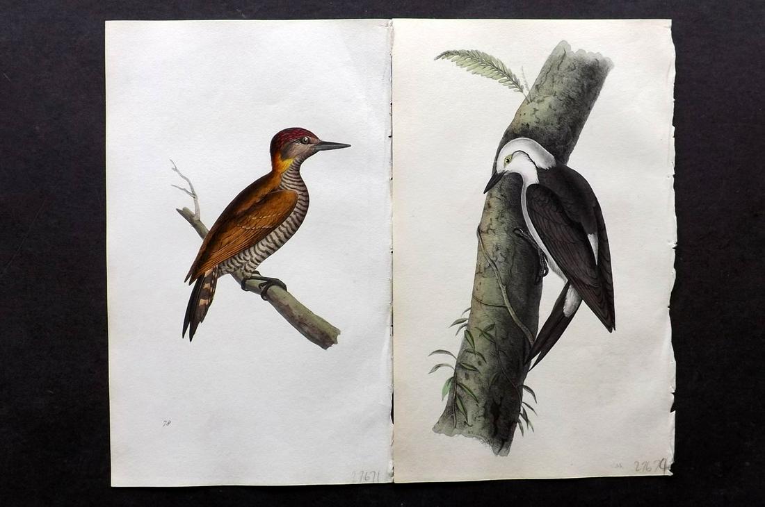 Swainson, William 1820 Pair HC Bird Prints. Woodpeckers (1 of 2)