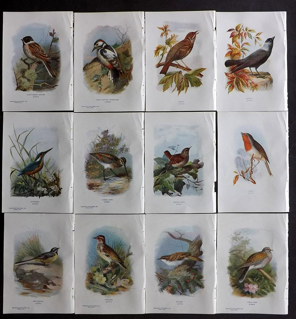 Swaysland, Walter 1901 Lot of 12 Bird Prints (1 of 2)