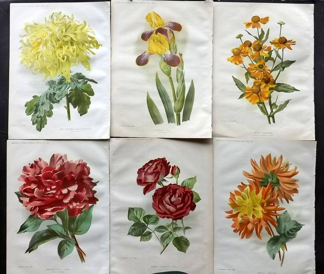 Amateur Gardening 1896 Lot of 6 Botanical Prints (1 of 2)