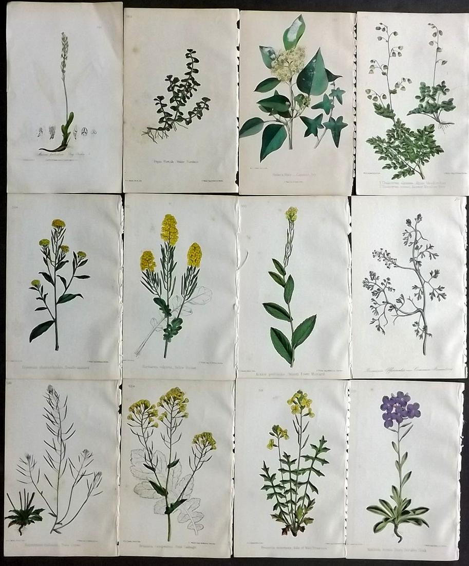 Hogg & Johnson C1870 Lot of 12 HCol Botanical Prints: Hand Coloured Lithographs Published 1863-1880, London for "The Wild Flowers of Great Britain" by Robert Hogg & George W. Johnson. Paper Size: 9 x 5.5 inch (23 x 14cm) Some background toning