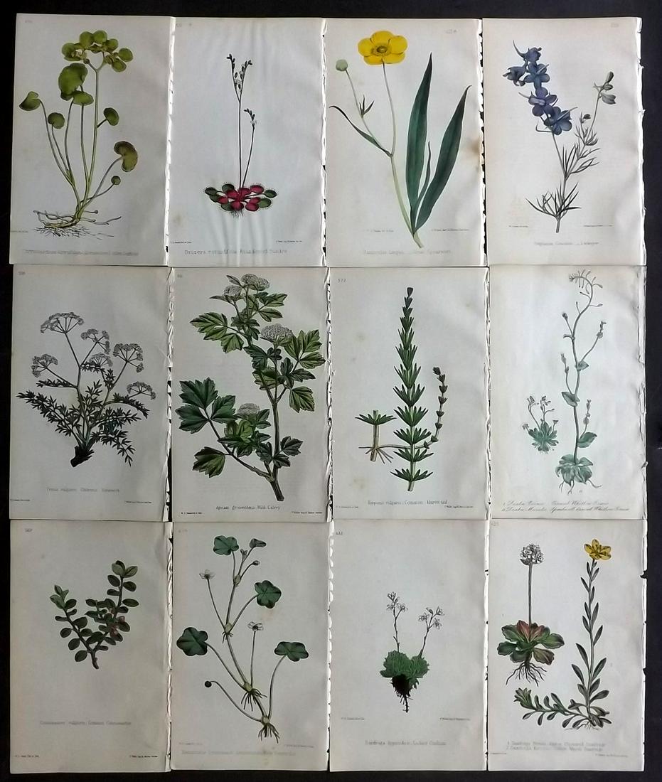 Hogg & Johnson C1870 Lot of 12 HCol Botanical Prints: Hand Coloured Lithographs Published 1863-1880, London for "The Wild Flowers of Great Britain" by Robert Hogg & George W. Johnson. Paper Size: 9 x 5.5 inch (23 x 14cm) Some background toning