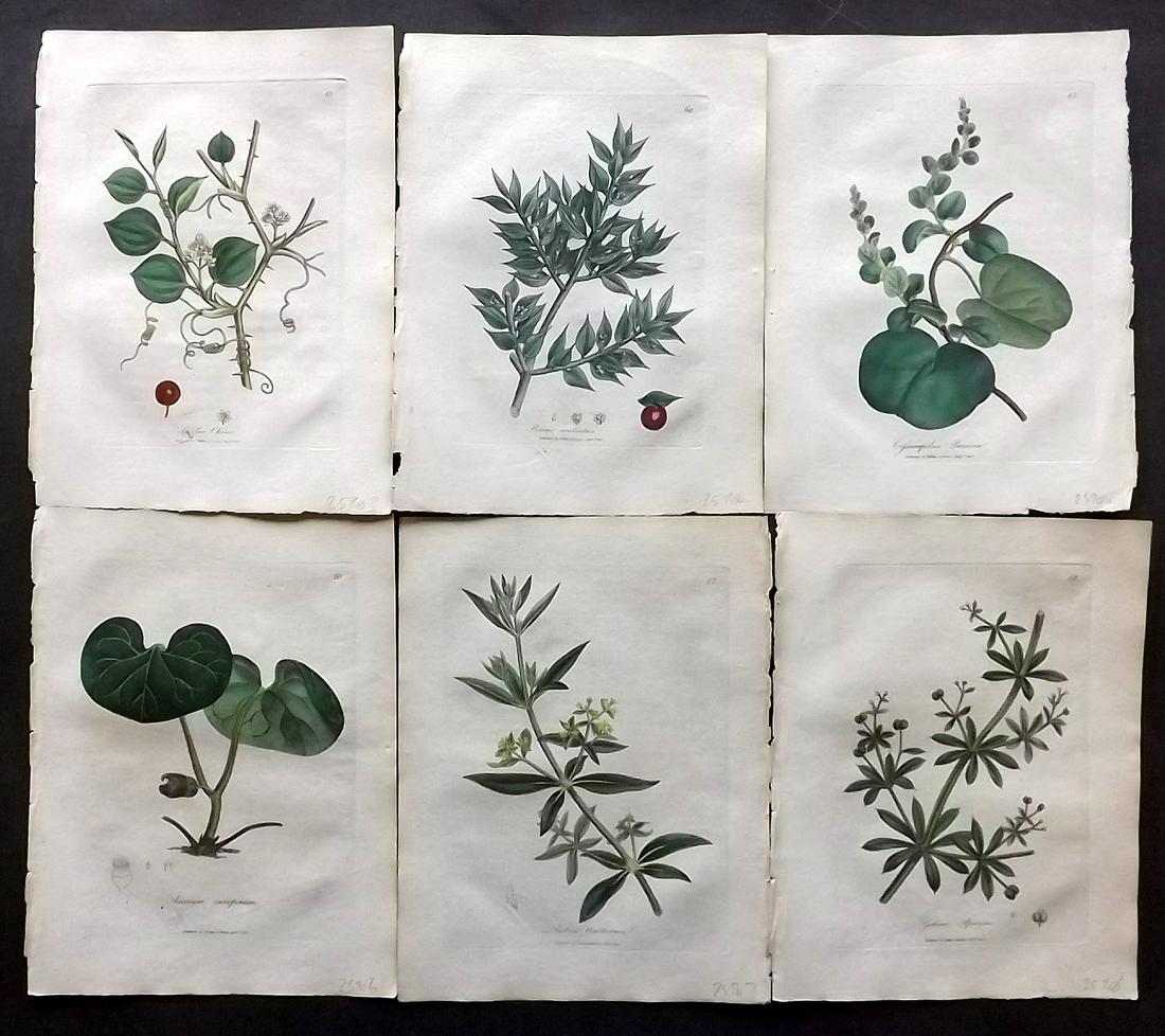 Woodville, William 1810 Lot of 6 HCol Botanical Prints: Hand Coloured Etchings Published 1810, London for "Medical Botany" by William Woodville. Paper Size: 9 x 7 inch (23 x 18cm) Minor browning/toning, otherwise Good Condition
