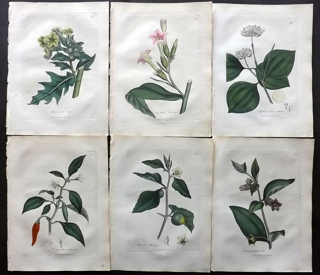 Woodville, William 1810 Lot of 6 HCol Botanical Prints: Hand Coloured Etchings Published 1810, London for "Medical Botany" by William Woodville. Paper Size: 9 x 7 inch (23 x 18cm) Minor browning/toning, otherwise Good Condition