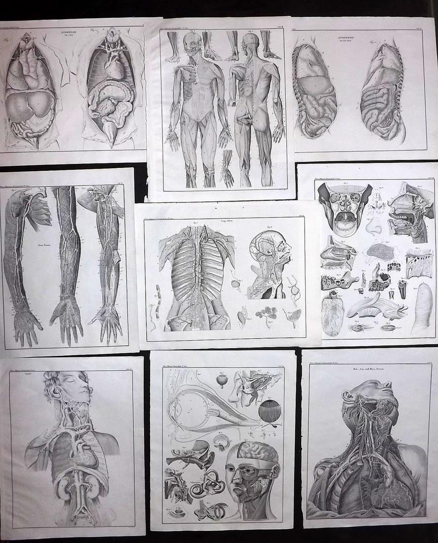 Oken, Lorenz 1843 Lot of 9 Anatomy Prints (1 of 2)