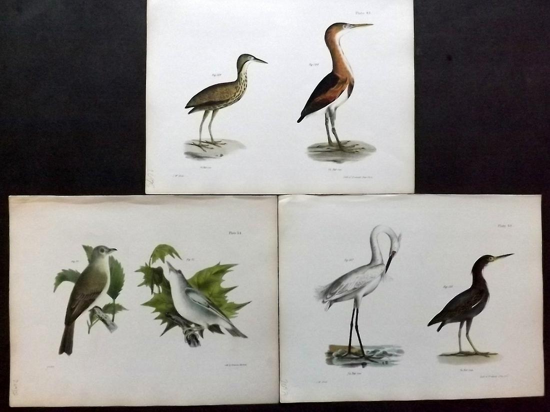 de Kay, James 1844 Lot of 3 HCol New York Bird Prints: Hand Colored Lithographs Published 1844, New York for "Zoology of New York; or, The New York Fauna" Part of the "Natural History of New York" Series by James E. de Kay. Paper Size: 11 x 9 inch (28 x 2