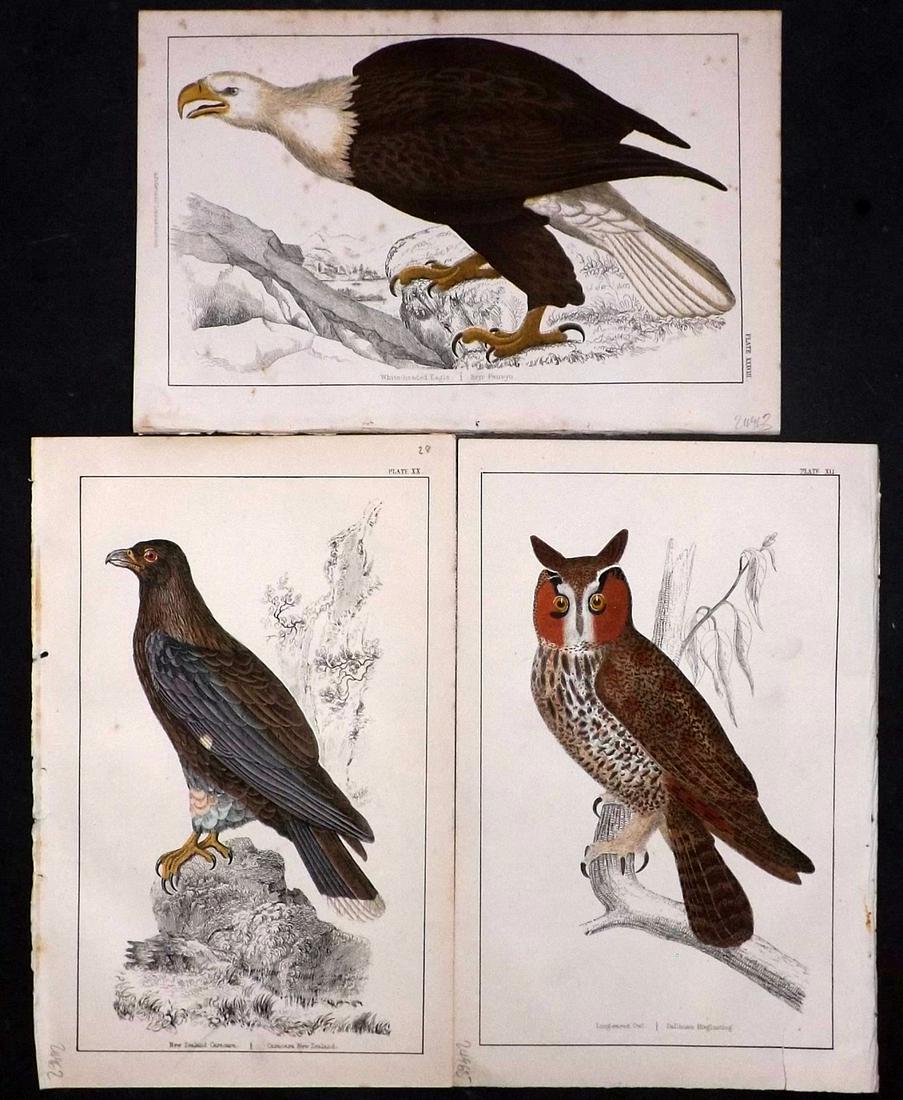 Goldsmith, Oliver 1851 Lot of 3 HC Birds of Prey, Owl (1 of 2)