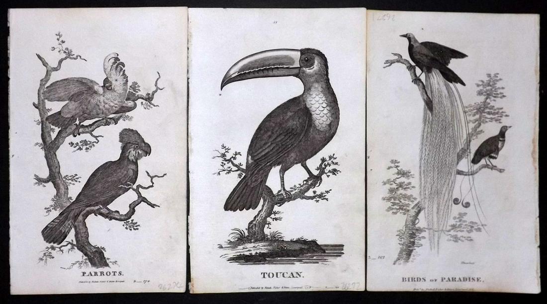 Goldsmith, Oliver C1815 Bird Prints (3) Parrot Toucan (1 of 2)