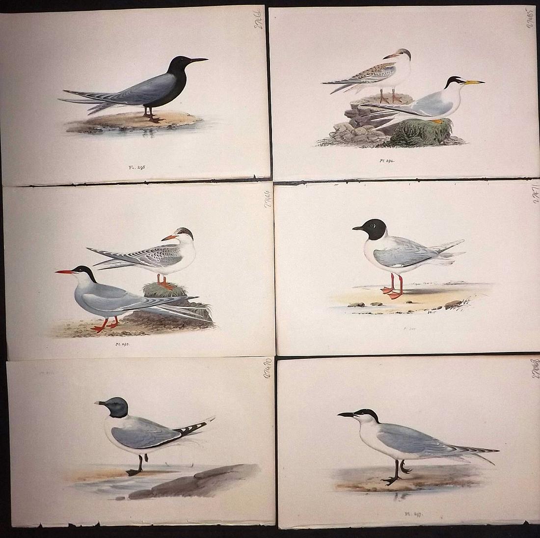 Meyer, Henry 1857 Lot of 6 Hand Colored Bird Prints (1 of 2)