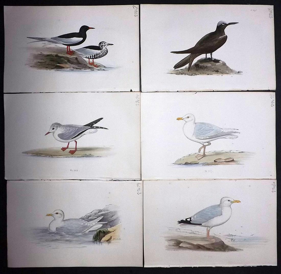 Meyer, Henry 1857 Lot of 6 Hand Colored Bird Prints (1 of 2)