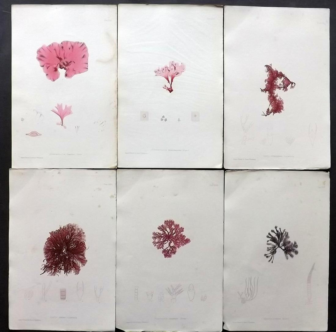 Bradbury, Henry 1859 Lot of 6 Seaweed Prints (Toned): Nature Printed Seaweed Prints Published 1859, by Henry Bradbury, London for "The Nature-Printed British Sea-Weeds" by William Grosart Johnstone and Alexander Croall. Paper Size: 9.5 x 6 inch (24 x 15c