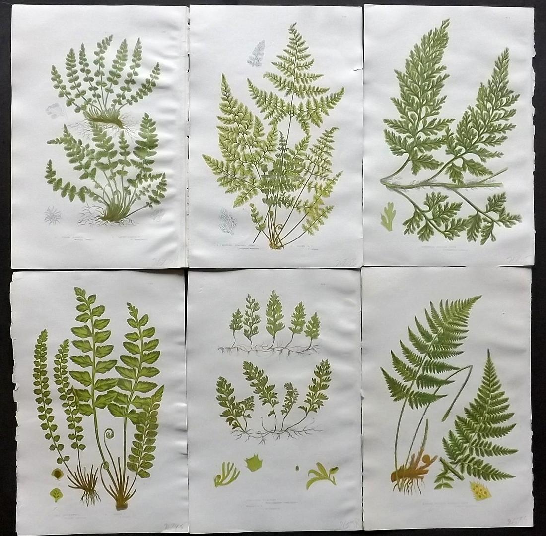 Pratt, Anne 1880's Lot of 6 Antique Fern Prints: Chromolithographs Published 1880's by Frederick Warne & Co, London for "The Flowering Plants, Grasses, Sedges & Ferns of Great Britain" by Anne Pratt. Paper Size: 9.5 x 6 inch (24 x 16cm) Good Conditi