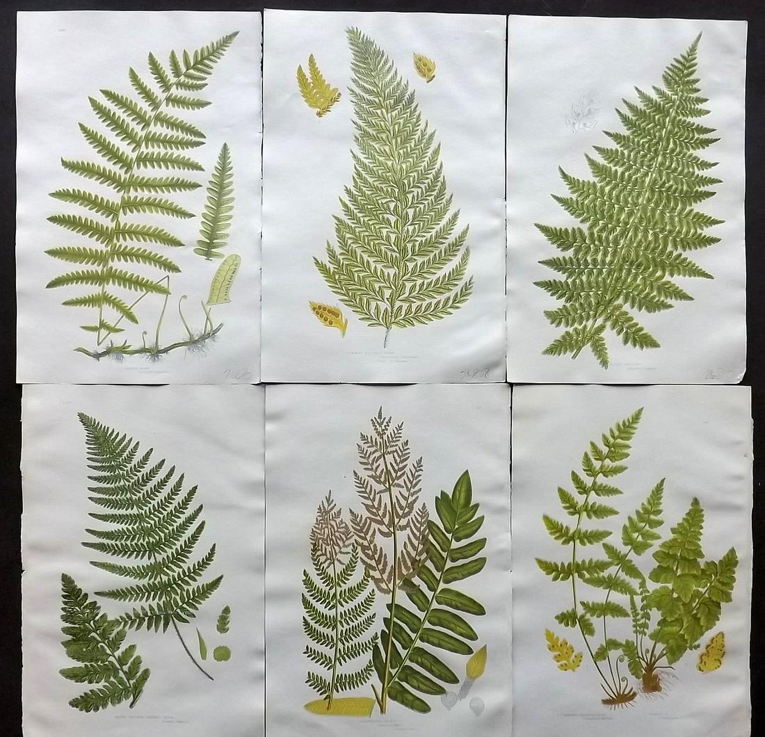 Pratt, Anne 1880's Lot of 6 Antique Fern Prints: Chromolithographs Published 1880's by Frederick Warne & Co, London for "The Flowering Plants, Grasses, Sedges & Ferns of Great Britain" by Anne Pratt. Paper Size: 9.5 x 6 inch (24 x 16cm) Good Conditi