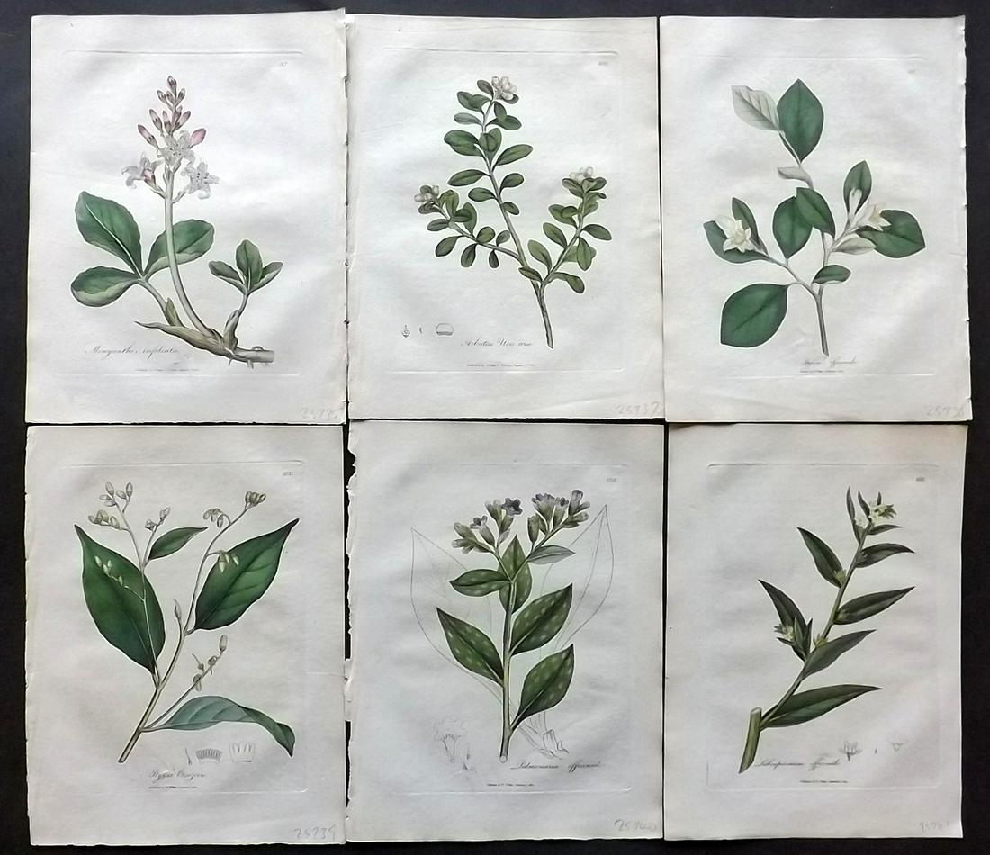 Woodville, William 1810 Lot of 6 HCol Botanical Prints: Hand Coloured Etchings Published 1810, London for "Medical Botany" by William Woodville. Paper Size: 9 x 7 inch (23 x 18cm) Minor browning/toning, otherwise Good Condition