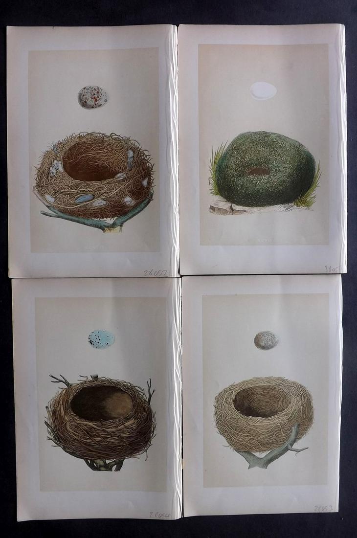 Morris, Francis 1870 Lot of 4 Bird Nest Prints: Woodblocks Published 1870, London for "A Natural History of the Nests and Eggs of British Birds" By the Rev. Francis Orpen Morris, printed Benjamin Fawcett. Most Plates printed in colours and finished