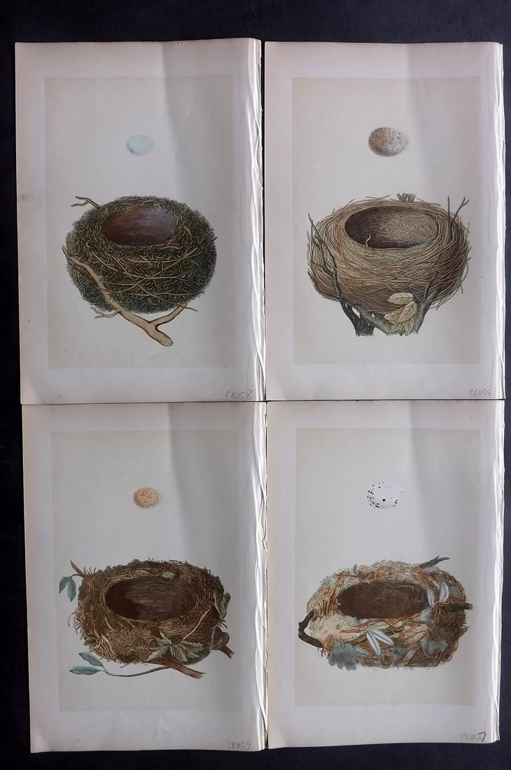 Morris, Francis 1870 Lot of 4 Bird Nest Prints: Woodblocks Published 1870, London for "A Natural History of the Nests and Eggs of British Birds" By the Rev. Francis Orpen Morris, printed Benjamin Fawcett. Most Plates printed in colours and finished