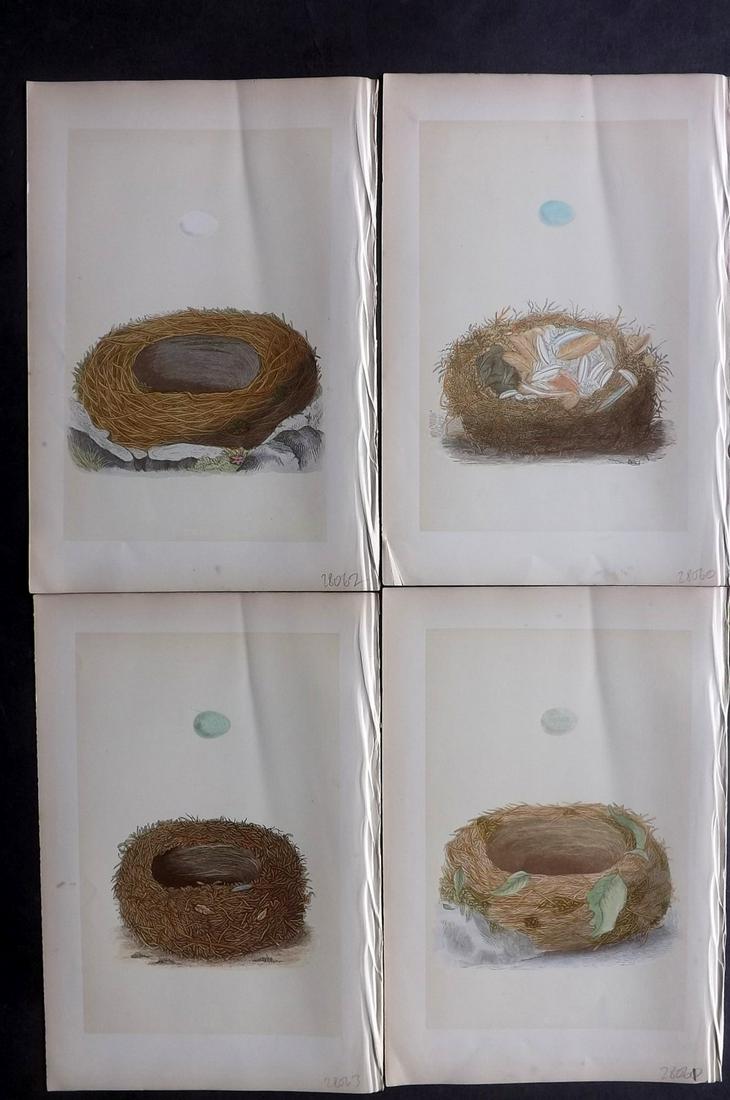 Morris, Francis 1870 Lot of 4 Bird Nest Prints: Woodblocks Published 1870, London for "A Natural History of the Nests and Eggs of British Birds" By the Rev. Francis Orpen Morris, printed Benjamin Fawcett. Most Plates printed in colours and finished