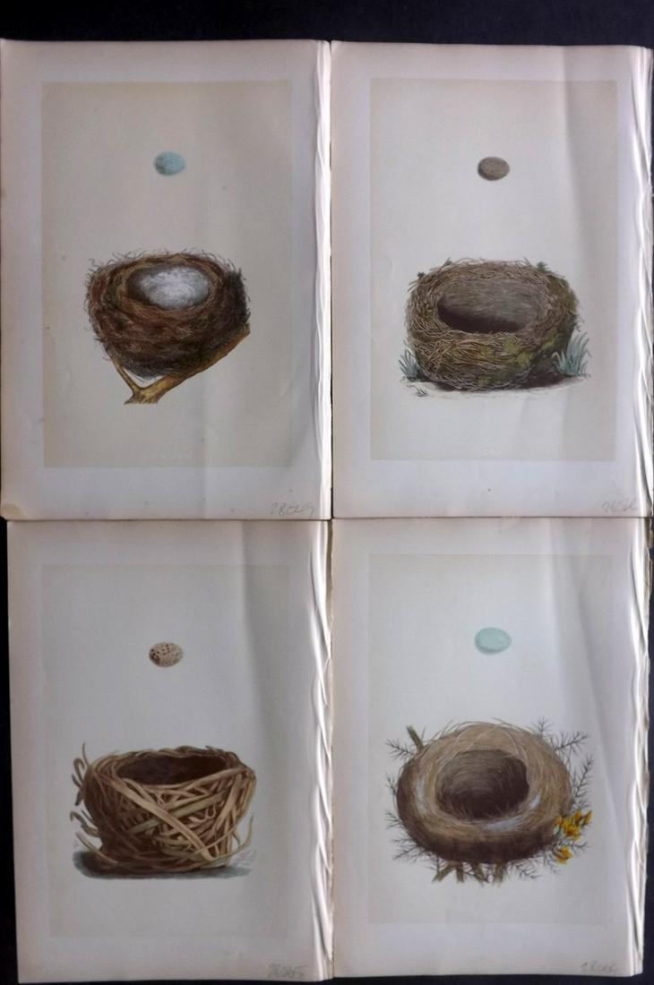 Morris, Francis 1870 Lot of 4 Bird Nest Prints: Woodblocks Published 1870, London for "A Natural History of the Nests and Eggs of British Birds" By the Rev. Francis Orpen Morris, printed Benjamin Fawcett. Most Plates printed in colours and finished