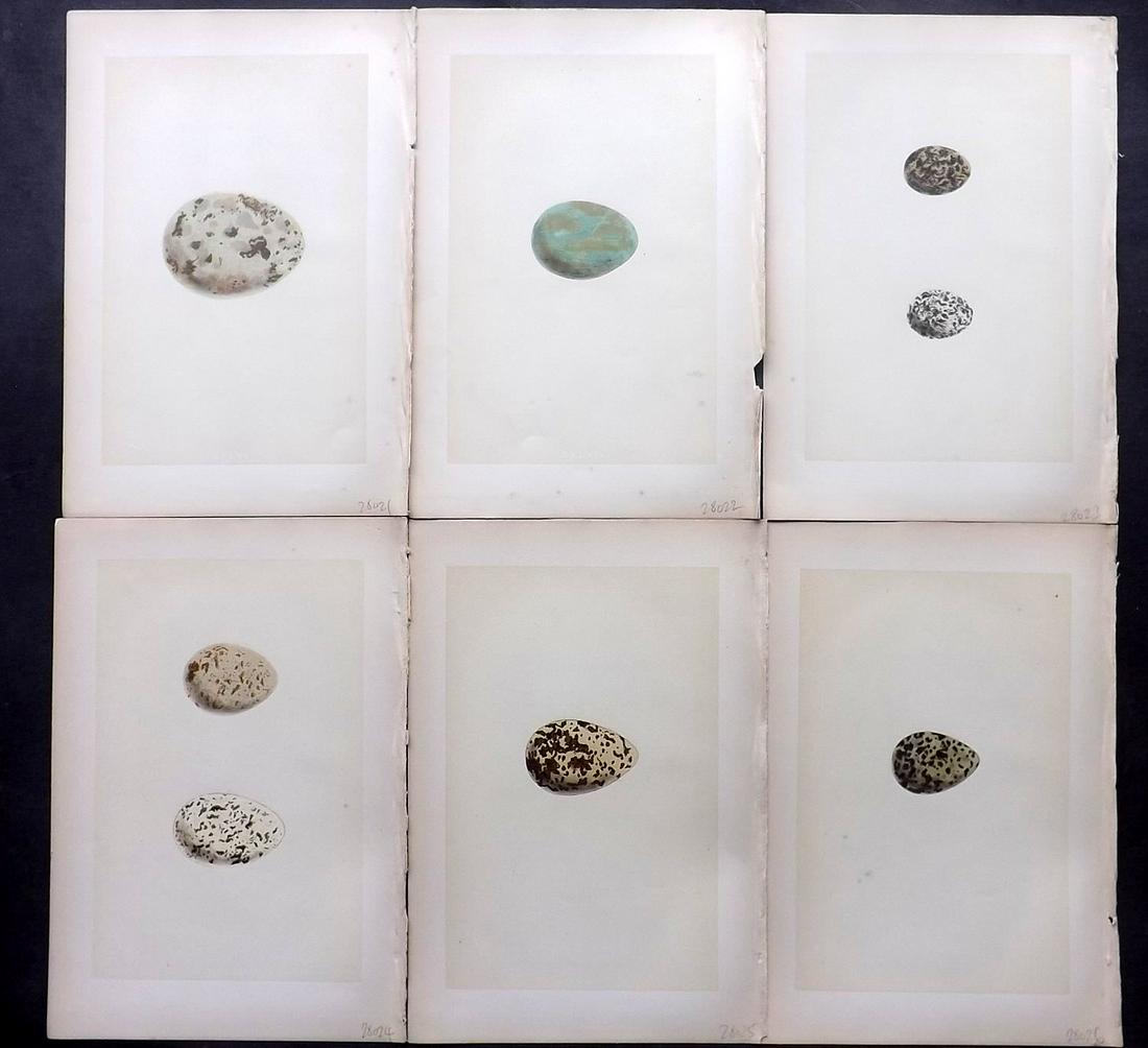 Morris, Francis 1870 Lot of 6 Bird Egg Prints: Woodblocks Published 1870, London for "A Natural History of the Nests and Eggs of British Birds" By the Rev. Francis Orpen Morris, printed Benjamin Fawcett. Most Plates printed in colours and finished