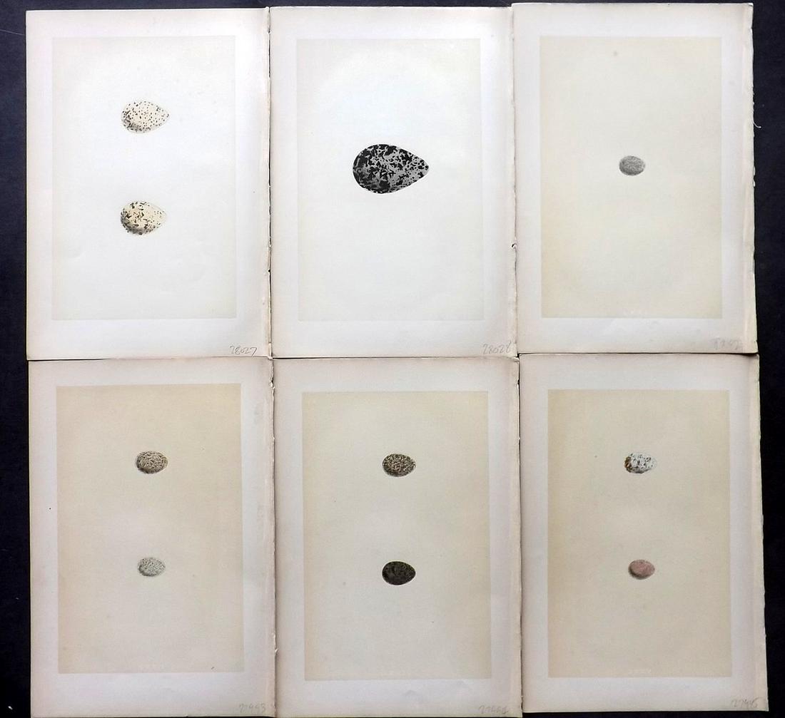 Morris, Francis 1870 Lot of 6 Bird Egg Prints: Woodblocks Published 1870, London for "A Natural History of the Nests and Eggs of British Birds" By the Rev. Francis Orpen Morris, printed Benjamin Fawcett. Most Plates printed in colours and finished