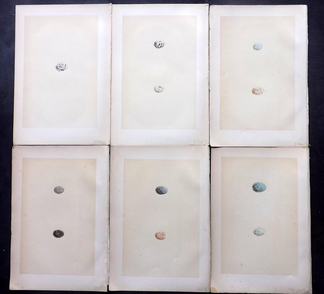 Morris, Francis 1870 Lot of 6 Bird Egg Prints: Woodblocks Published 1870, London for "A Natural History of the Nests and Eggs of British Birds" By the Rev. Francis Orpen Morris, printed Benjamin Fawcett. Most Plates printed in colours and finished