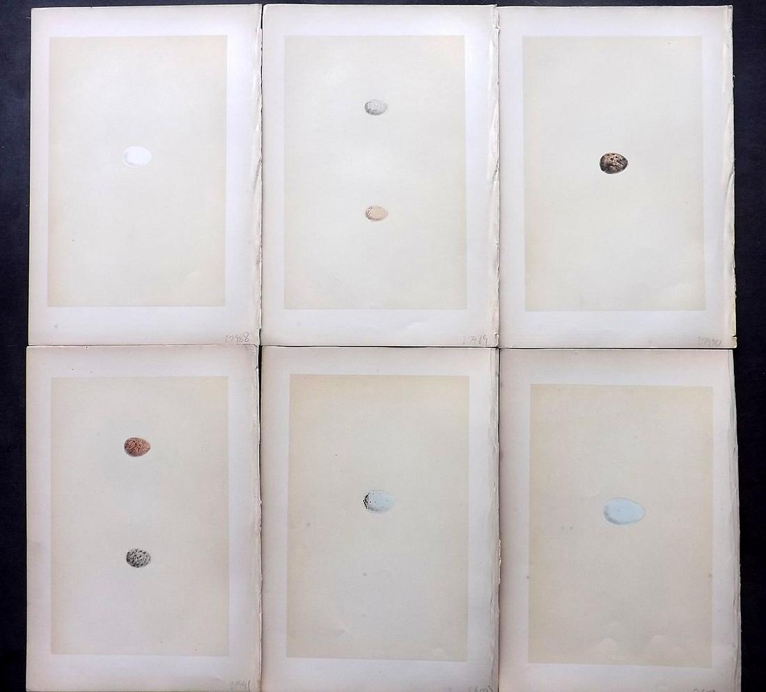 Morris, Francis 1870 Lot of 6 Bird Egg Prints: Woodblocks Published 1870, London for "A Natural History of the Nests and Eggs of British Birds" By the Rev. Francis Orpen Morris, printed Benjamin Fawcett. Most Plates printed in colours and finished