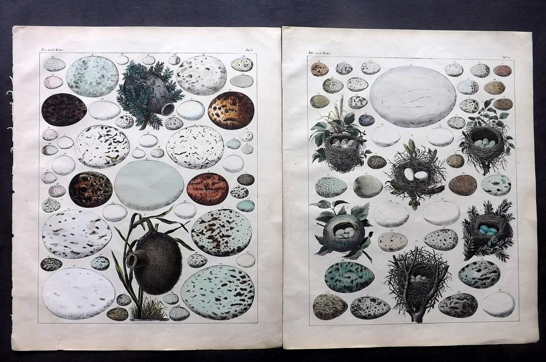 Oken, Lorenz 1843 Pair of HC Prints. Birds Nests & Eggs (1 of 2)