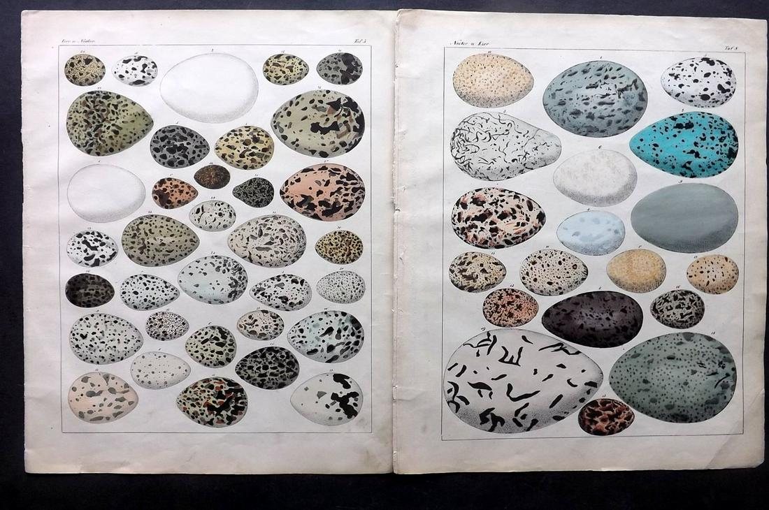 Oken, Lorenz 1843 Pair of HCol Prints. Birds Eggs (1 of 2)