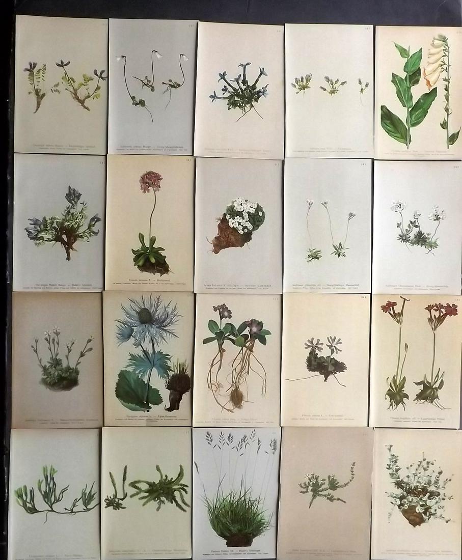 Hartinger, Anton 1897 Lot of 20 Botanical Prints: Chromolithographs Published 1897, Vienna for "Atlas der Alpenflora" by Anton Hartinger. Paper Size: 7.5 x 5 inch (19 x 13cm) Good Condition