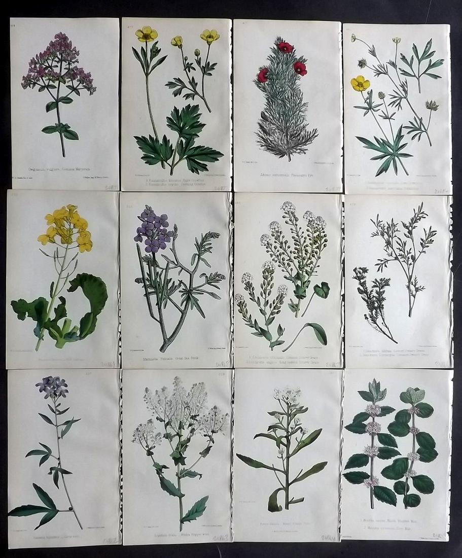 Hogg & Johnson C1870 Lot of 12 HCol Botanical Prints: Hand Coloured Lithographs Published 1863-1880, London for "The Wild Flowers of Great Britain" by Robert Hogg & George W. Johnson. Paper Size: 9 x 5.5 inch (23 x 14cm) Good Condition