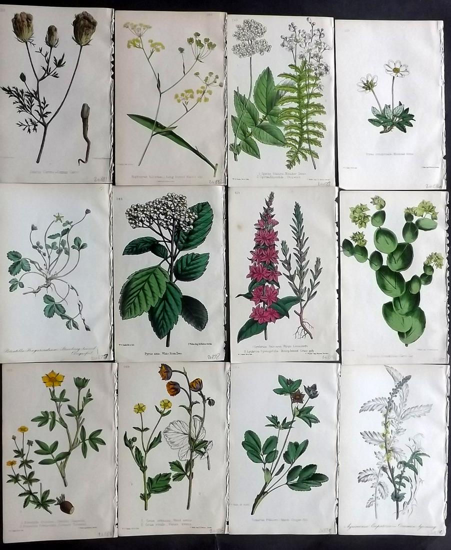 Hogg & Johnson C1870 Lot of 12 HCol Botanical Prints: Hand Coloured Lithographs Published 1863-1880, London for "The Wild Flowers of Great Britain" by Robert Hogg & George W. Johnson. Paper Size: 9 x 5.5 inch (23 x 14cm) Good Condition