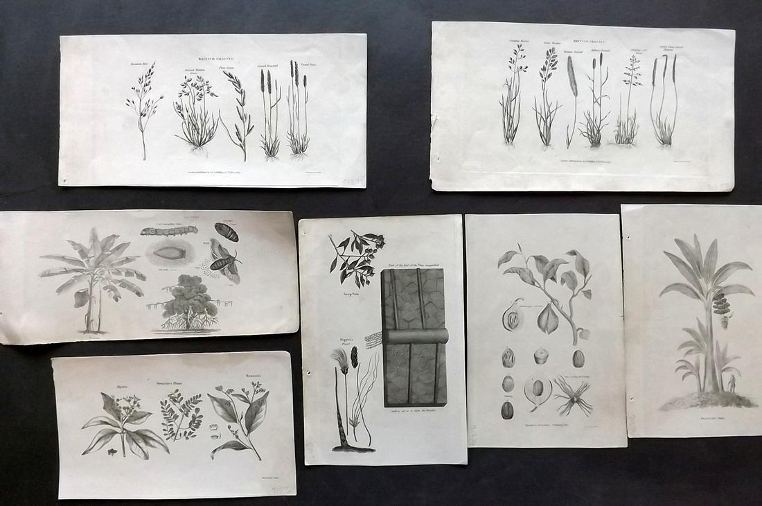 Phillips (Pub) 1823 Lot of 7 Botanical Prints: Copper Plates Published 1823, London for "The Atlas of Nature, Being a Graphic Display of The Most Interesting Subjects…" Published by Richard Phillips. Rare. The same images were used in Simeon Sha
