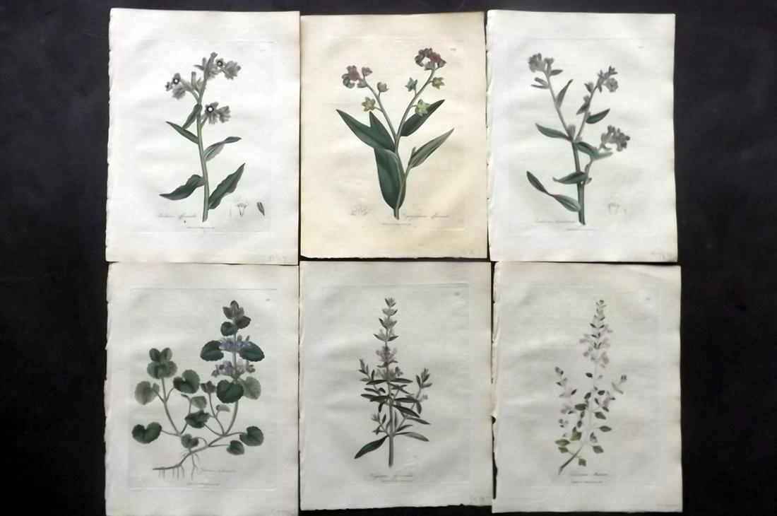 Woodville, William 1810 Lot of 6 HCol Botanical Prints: Hand Coloured Etchings Published 1810, London for "Medical Botany" by William Woodville. Paper Size: 9 x 7 inch (23 x 18cm) Minor browning/toning, otherwise Good Condition