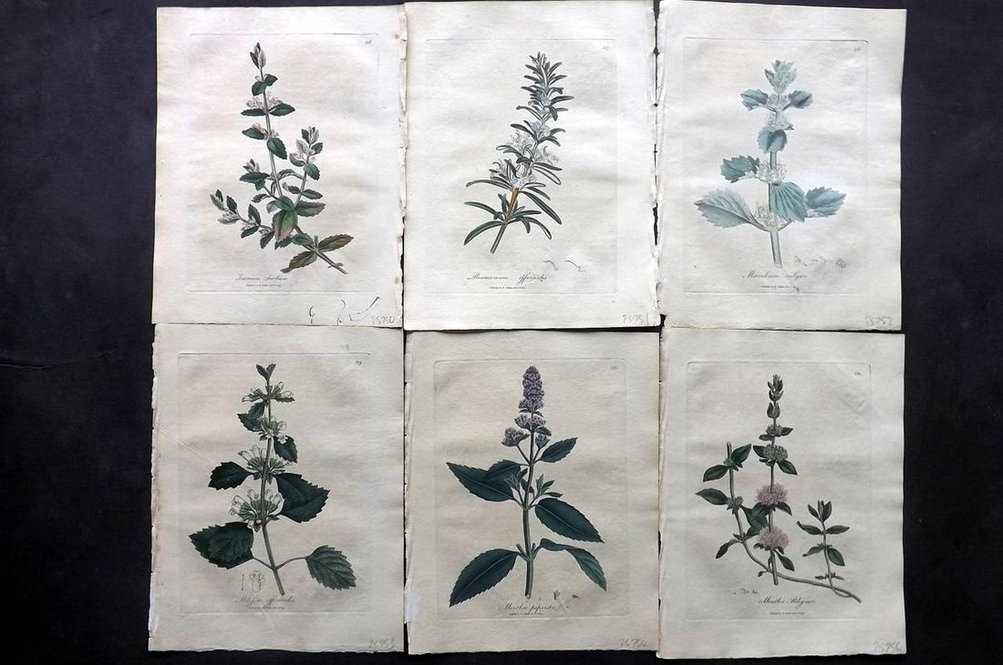 Woodville, William 1810 Lot of 6 HCol Botanical Prints: Hand Coloured Etchings Published 1810, London for "Medical Botany" by William Woodville. Paper Size: 9 x 7 inch (23 x 18cm) Minor browning/toning, otherwise Good Condition