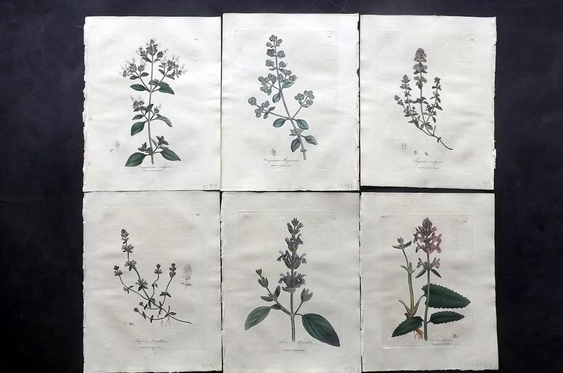Woodville, William 1810 Lot of 6 HCol Botanical Prints: Hand Coloured Etchings Published 1810, London for "Medical Botany" by William Woodville. Paper Size: 9 x 7 inch (23 x 18cm) Minor browning/toning, otherwise Good Condition