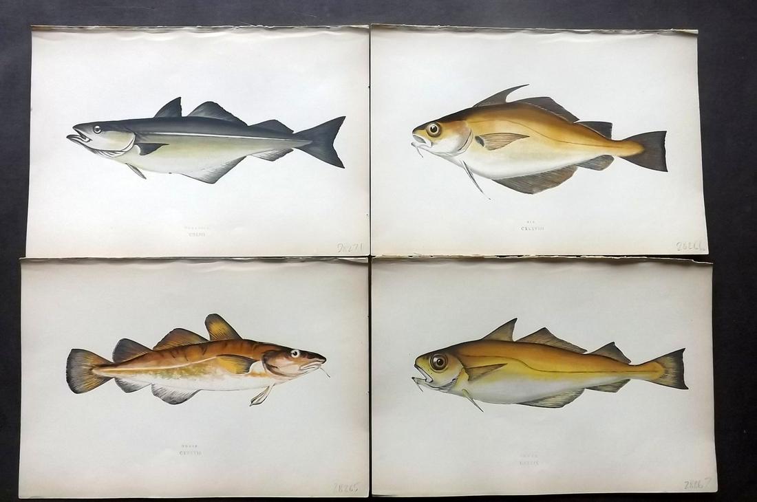 Couch, Jonathan 1877 Lot of 6 Fish Prints: Color Printed Woodblocks Published 1877, London for "A History of the Fishes of the British Islands" by Jonathan Couch. Paper Size: 9.5 x 6.5 inch (24 x 16.5cm) Good Condition