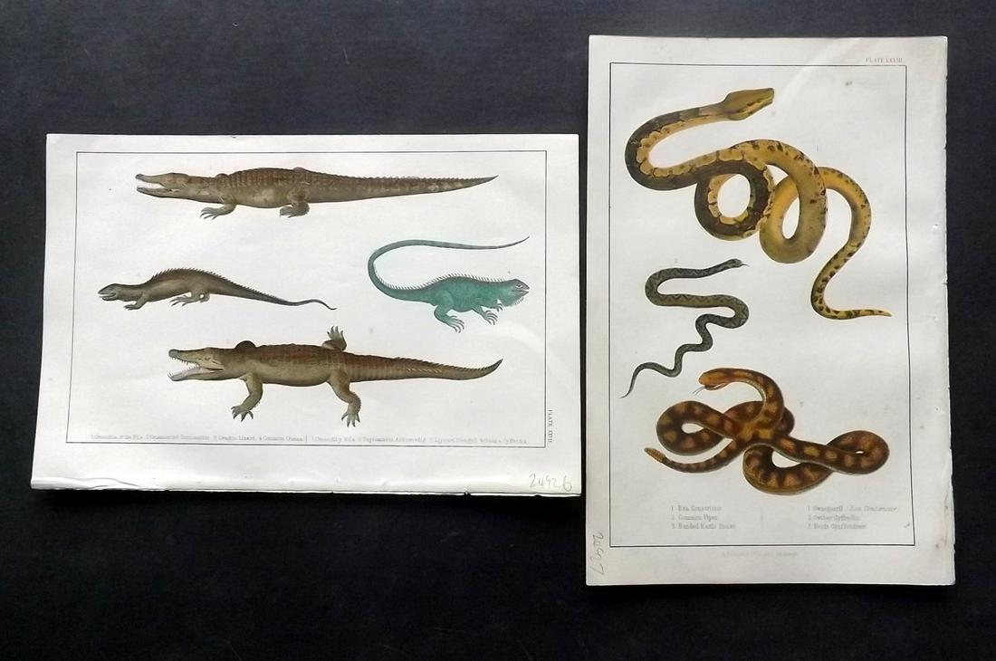 Goldsmith, Oliver 1851 Pair HC Prints. Crocodile Snakes (1 of 2)