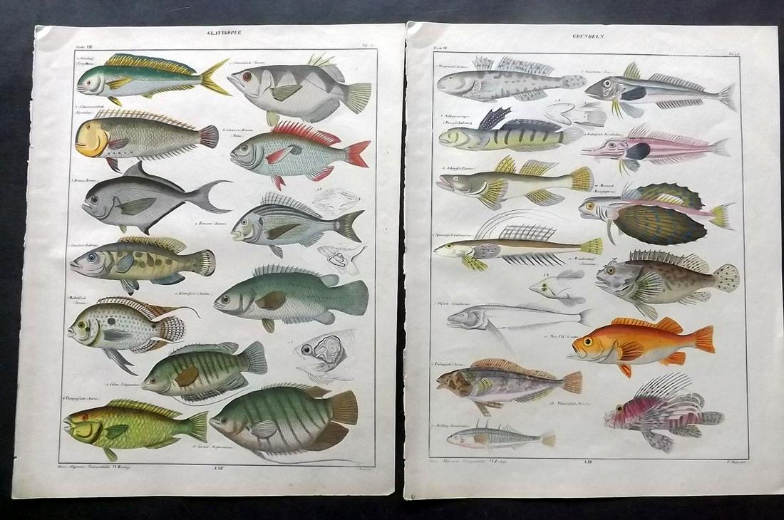 Oken, Lorenz 1843 Lot of 3 Hand Col Fish Prints (1 of 2)