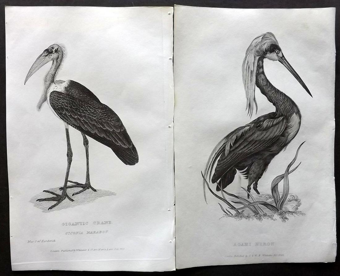 Cuvier, Baron 1829 Pair of Bird Prints. Heron & Crane (1 of 2)