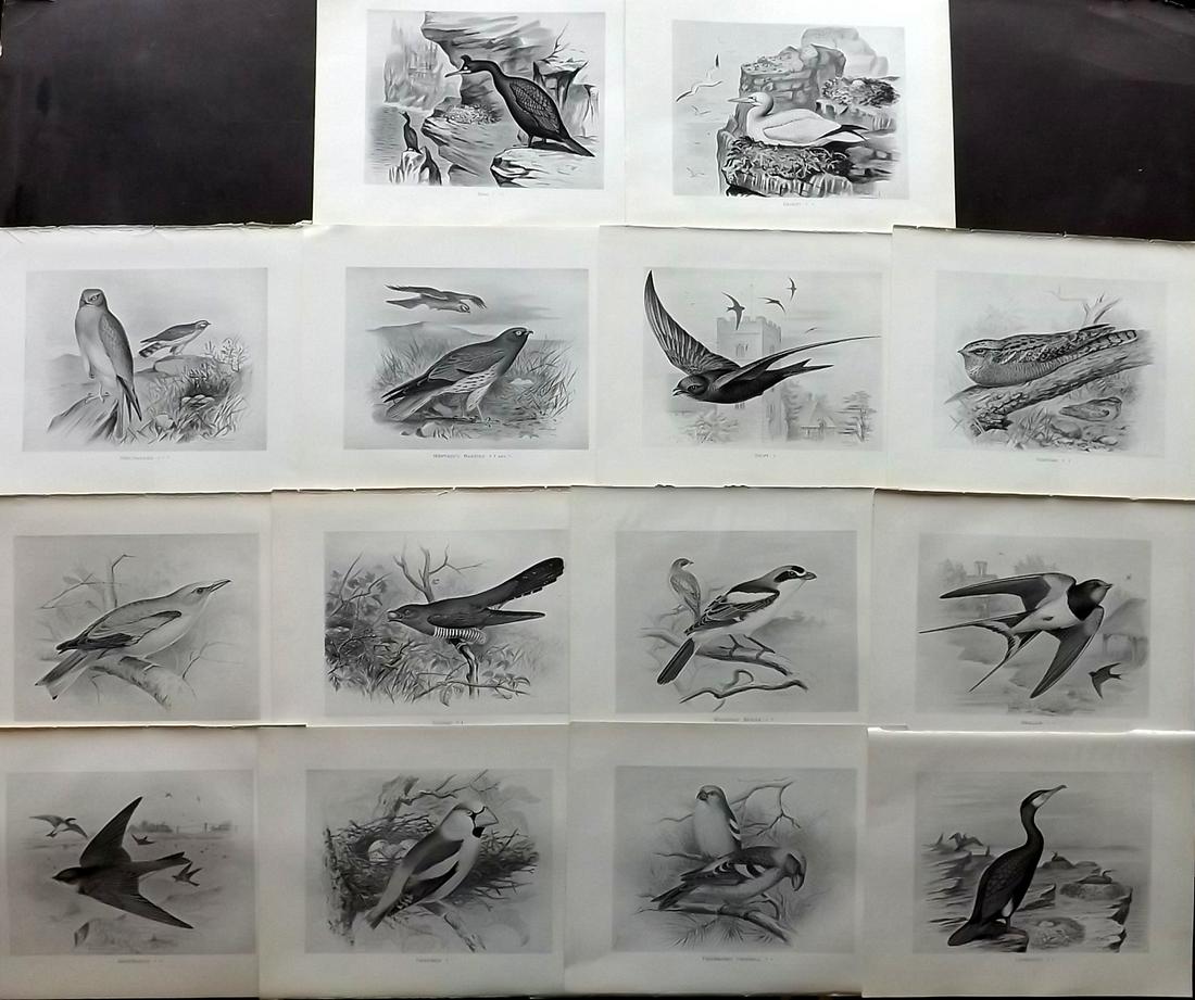 Frohawk, F. 1898 Lot of 14 Antique Bird Prints (1 of 2)