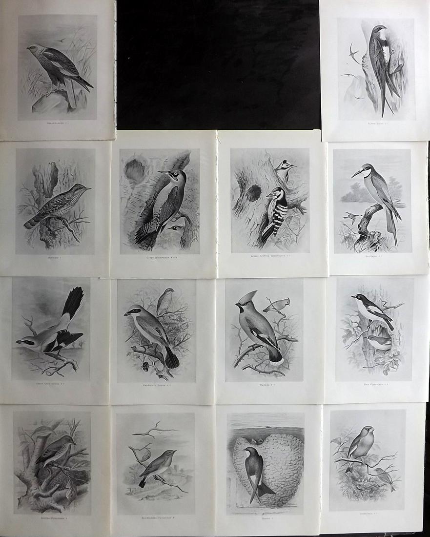 Frohawk, F. 1898 Lot of 14 Antique Bird Prints (1 of 2)