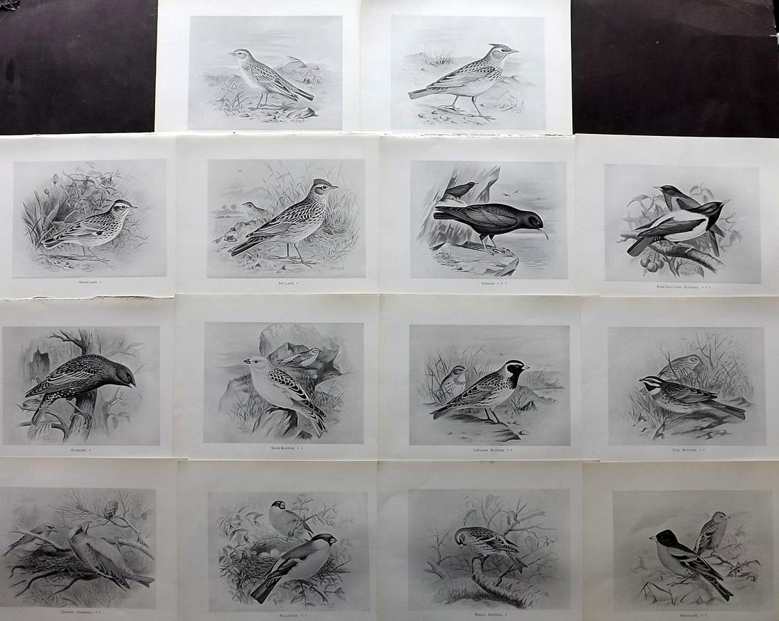 Frohawk, F. 1898 Lot of 14 Antique Bird Prints (1 of 2)