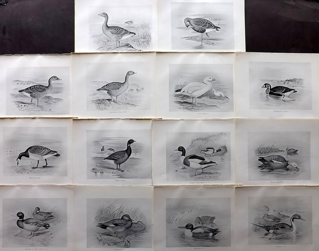 Frohawk, F. 1898 Lot of 14 Antique Bird Prints (1 of 2)