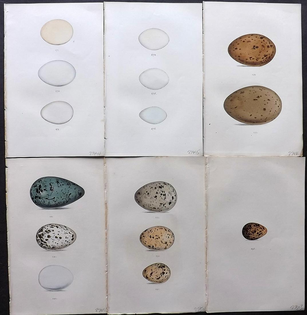 Meyer, Henry 1857 Lot of 6 Hand Colored Bird Egg Prints: Hand Colored Lithographs Published 1853-57, London for "Coloured Illustrations of British Birds and Their Eggs" by Henry Leonard Meyer. Paper Size: 8.5 x 5 inch (22 x 13cm) Good Condition