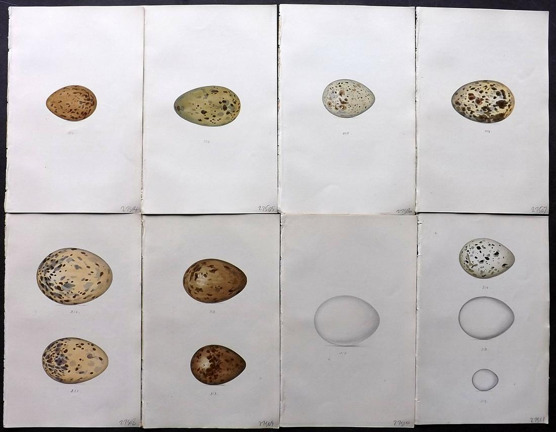 Meyer, Henry 1857 Lot of 8 Hand Colored Bird Egg Prints: Hand Colored Lithographs Published 1853-57, London for "Coloured Illustrations of British Birds and Their Eggs" by Henry Leonard Meyer. Paper Size: 8.5 x 5 inch (22 x 13cm) Good Condition