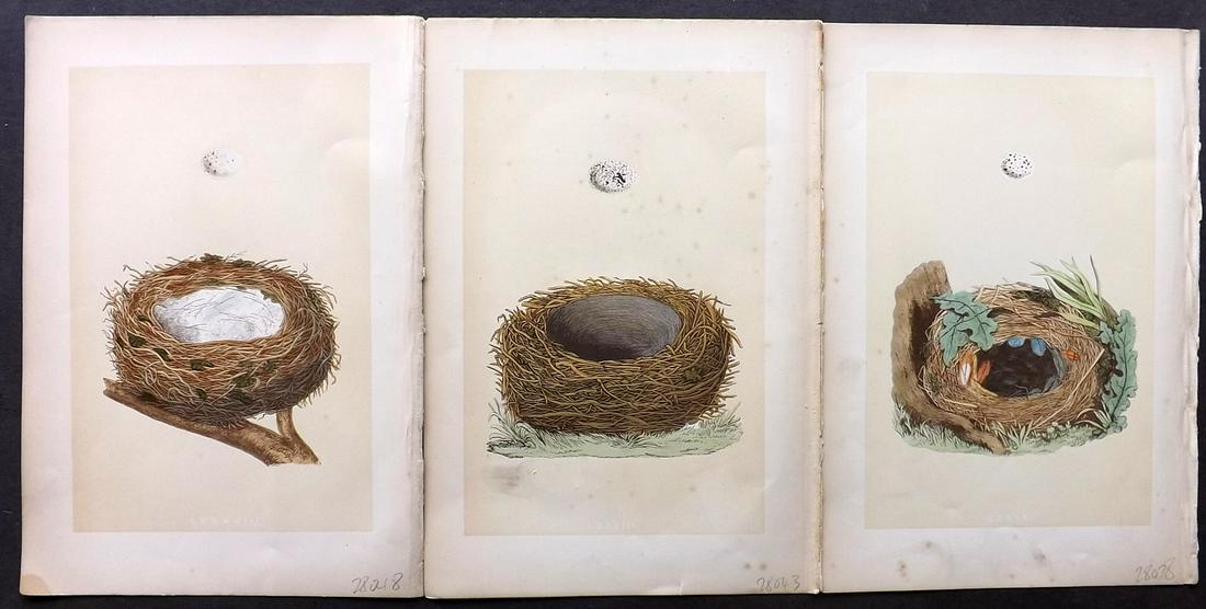 Morris, Francis 1870 Lot of 3 Bird Nest Prints: Woodblocks Published 1870, London for "A Natural History of the Nests and Eggs of British Birds" By the Rev. Francis Orpen Morris, printed Benjamin Fawcett. Most Plates printed in colours and finished